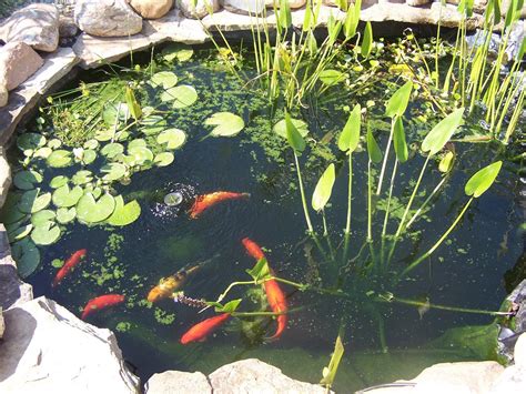 Enhance Your Yard with a Koi Pond | The Animal Store