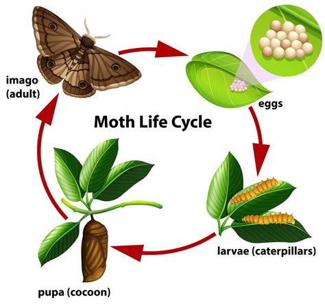 Diagramma del ciclo di vita della falena 302740 Arte vettoriale a Vecteezy