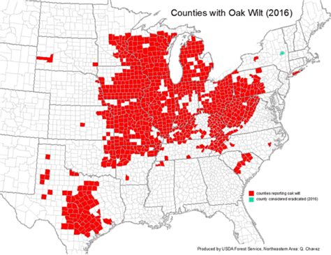 Oak Wilt: A lethal tree disease you should know about | Camp Friedenswald