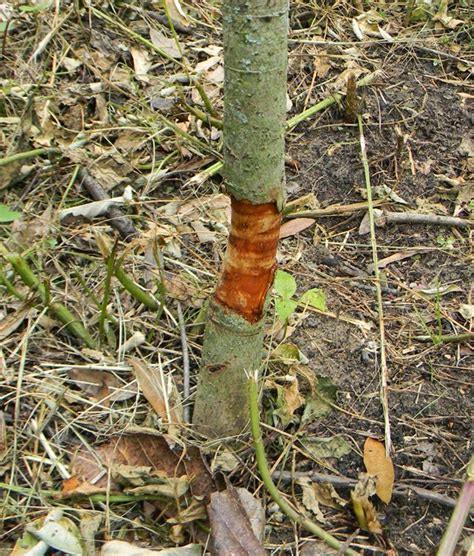 Bridge Grafting Loquat To Save the Tree | The Survival Gardener