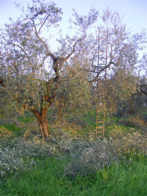 Monti Sabini: Pruning the olive trees