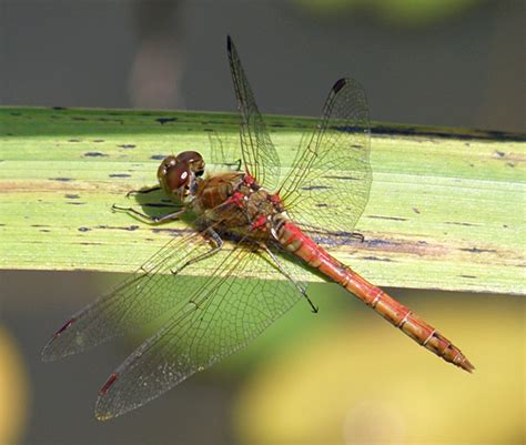 Sympetrum striolatum, Common Red Darter dragonfly, identification guide