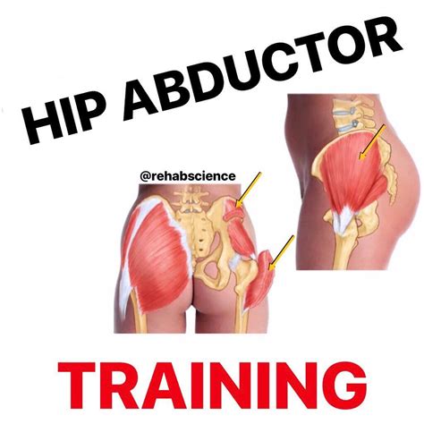 💥𝐇𝐢𝐩 𝐀𝐛𝐝𝐮𝐜𝐭𝐨𝐫𝐬💥 ---------- 👣The hip abductor muscles are located on the lateral side of the hip ...