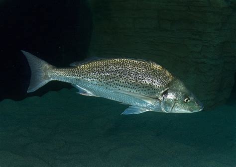 Spotted grunter – Species – Two Oceans Aquarium Cape Town, South Africa ...