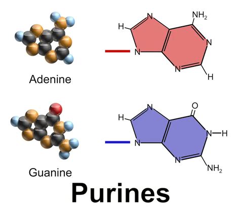 Purine: 9 faktů, které byste měli vědět