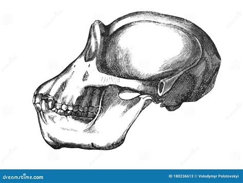 Chimpanzee Skull, from a Side in the Old Book the Human, by K. Fogt ...