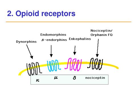 PPT - Pharmacology for Pain and Analgesia PowerPoint Presentation, free ...