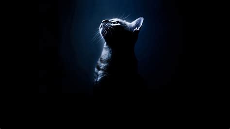 black, Cats, Animals, Silhouettes, Black, Background Wallpapers HD ...