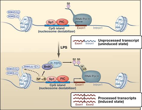 Teeing Up Transcription on CpG Islands: Cell