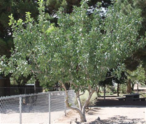 Pistachio Trees - Nut Trees for the Desert Southwest Garden ...