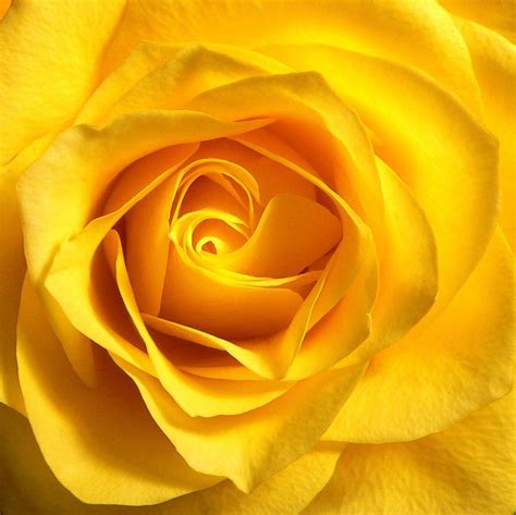 yellow rose Free Photo Download | FreeImages