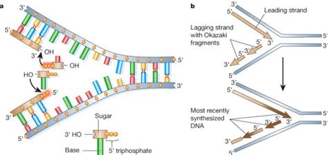 DNA Replication, S Phase, Checkpoint Control | Learn Science at Scitable