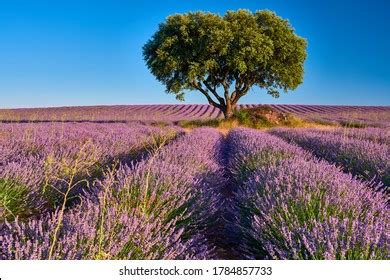 Lavender Fields Landscape Brihuega Stock Photo 1784857733 | Shutterstock