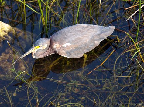 Everglades National Park (Flamingo) - HawkeBackpacking.com