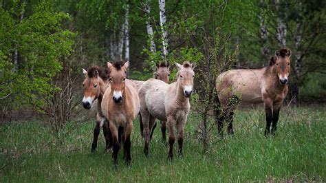 How Radiation is Affecting Wildlife Thirty Years After the Chernobyl ...