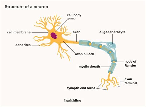 An Easy Guide to Neuron Diagrams and Types (2024)