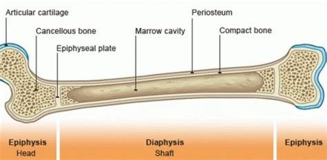 Bone Structure And Classification | CMS Fitness Courses