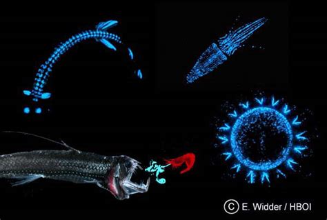 NOAA Ocean Explorer: Islands in the Sea 2002: deep sea bioluminescent ...