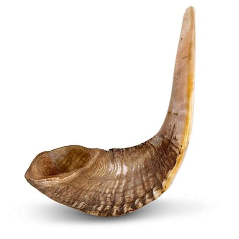 Classical Ram's Horn Shofar - Large - Natural, Jewish Holiday Gifts | Judaica Web Store