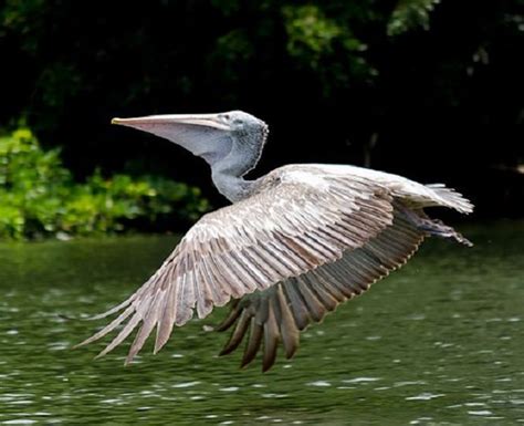 The Worlds Top 10 Birds With the Largest Wingspan