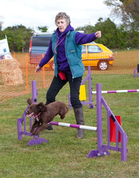 Have-a-go at fun agility courses with your dog at the All About Dogs Show - Trinity Park ...