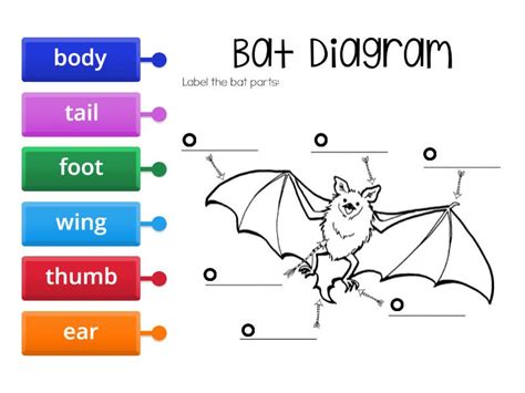 Bat Diagram - Labelled diagram