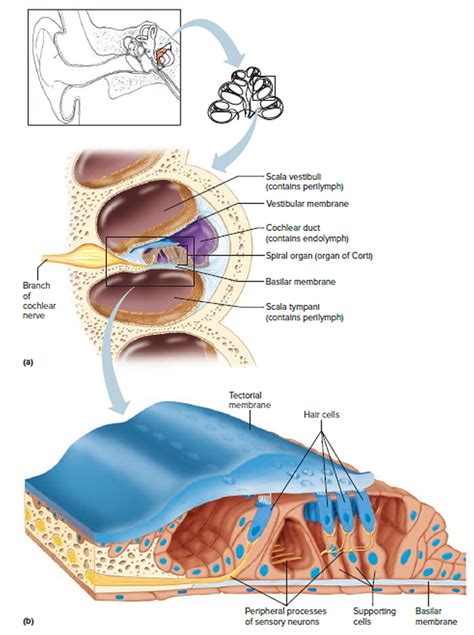 Inner Ear Problems - Causes & Treatment of inner ear Dizziness & Vertigo