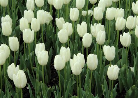 22 white tulips 🤍 🌷 BEST varieties for gardens and bouquets!