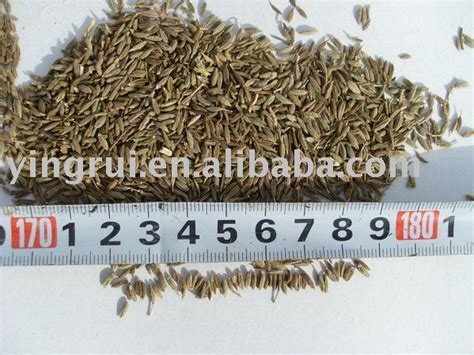 cummin seeds,China YR price supplier - 21food