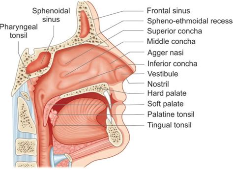 Nasopharyngeal Anatomy