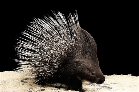 Porcupine Facts - Animals of the World - WorldAtlas.com