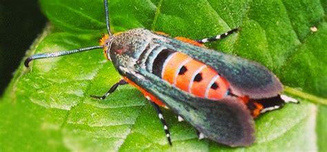 Squash Vine Borer - Pest Identification for Vegetable Gardens