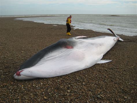 A beach walkers guide to identification of whales, dolphins & porpoises | Cetacean Strandings ...