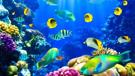 Life Underwater Wallpapers - Wallpaper Cave