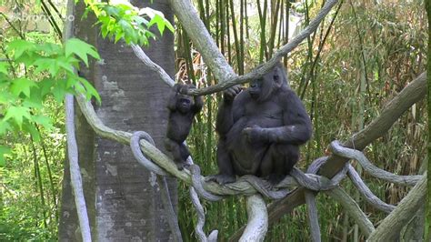 Gorilla Toddlers on Exhibit | Bronx Zoo - YouTube