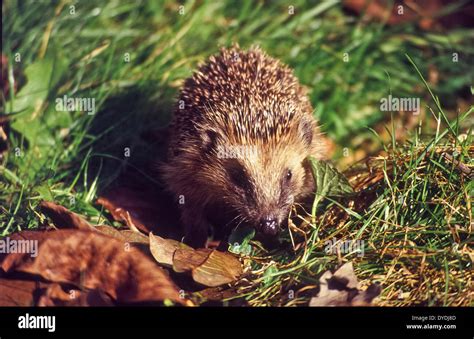 Bavaria, Germany, Europe, Upper Bavaria, animals, animal, fauna ...