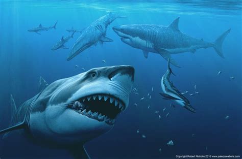 MEGALODON BITE, THE SECRET BEHIND IT [REVEALED]