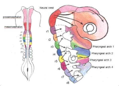 Development of the Branchial Arches