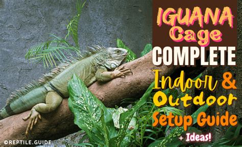 Iguana Cage: Complete Indoor & Outdoor Setup Guide + Ideas!