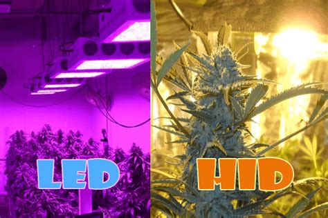 LED vs. HID Grow Lights: Is There an Easy Answer? - Garden Delta