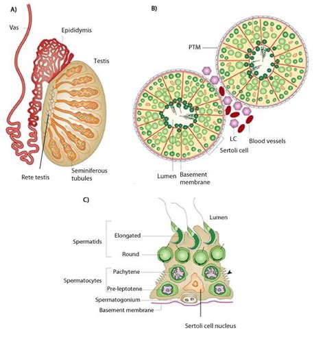 Organization of the testis. A) A cross-section through a testis ...