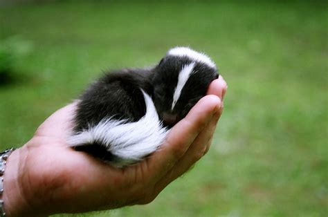 Skunks as pets - All the Creatures