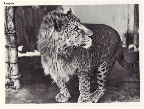 leopon ... leopard + lion | Rare animals, Weird animals, Unique animals