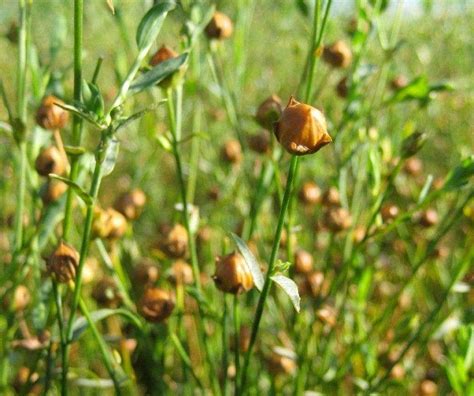 Alsi Seed/Linseed/Flax Plan Seed ,A Flower, A Vegetable, A Herb Seeds ...