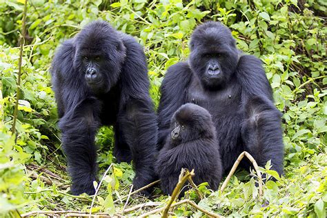 Mountain Gorillas at Volcanoes National Park