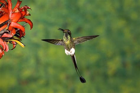 Booted Racket-tail Hummingbird Male Photograph by Tom Vezo - Fine Art America