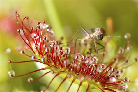 Facts About the Sundew Plant | Hunker