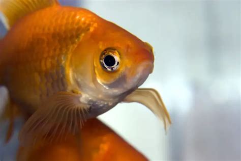 Can Koi Eat Goldfish Food? (We’ve Got The Answer) - Pond Heaven