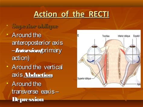 Eye muscles and ocular movements, laws of ocular motility | PPT