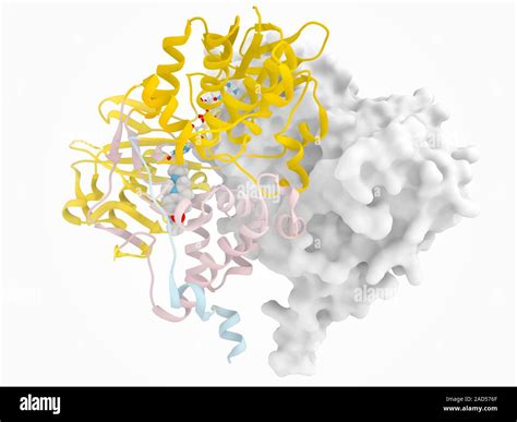 Monoamine oxidase and inhibitor complex, molecular model. Computer ...